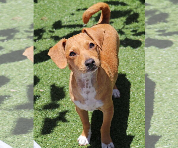 Medium Photo #11 Dachshund-Unknown Mix Puppy For Sale in Mission Viejo, CA, USA
