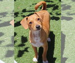 Small #10 Dachshund Mix