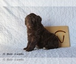 Small Photo #6 Aussiedoodle Puppy For Sale in BRIGHTON, CO, USA