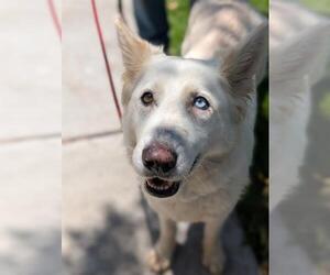 Siberian Husky-Unknown Mix Dogs for adoption in Downey, CA, USA