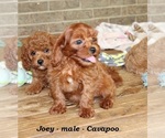 Small #1 Cavapoo