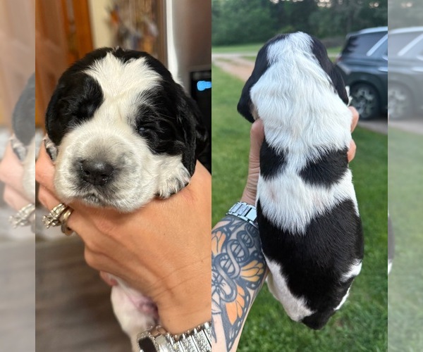 Medium Photo #4 English Springer Spaniel Puppy For Sale in PILLAGER, MN, USA