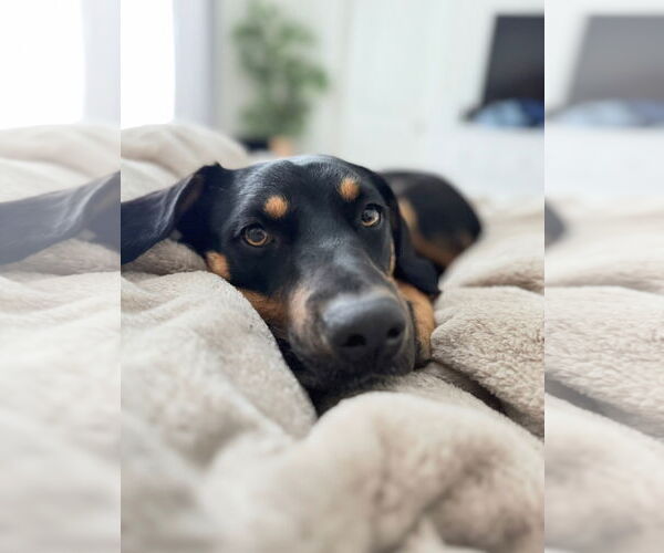 Medium Photo #3 Aussiedor Puppy For Sale in Chandler, AZ, USA