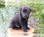Small Photo #3 Akita-Labrador Retriever Mix Puppy For Sale in SHILOH, OH, USA