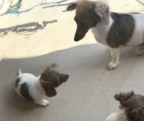 Medium Photo #3 Dachshund Puppy For Sale in BLANCHARD, OK, USA