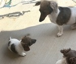 Small Photo #3 Dachshund Puppy For Sale in BLANCHARD, OK, USA