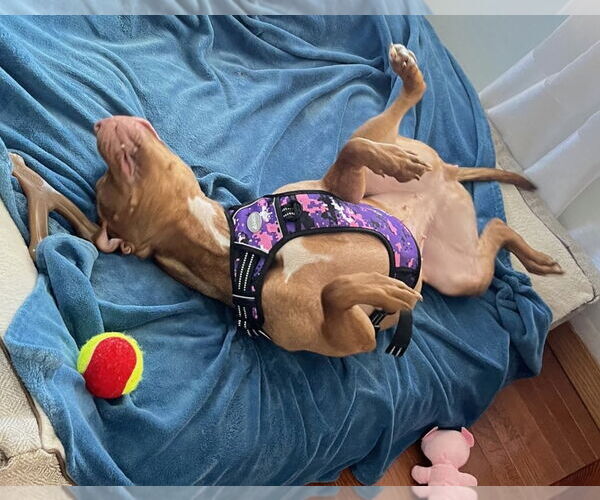 Medium Photo #15 Bullboxer Pit Puppy For Sale in Princeton, MN, USA