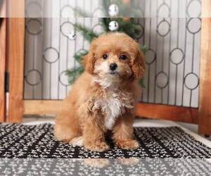 Poochon Puppy for sale in NAPLES, FL, USA