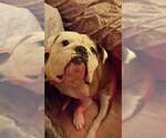 Small Photo #1 Olde English Bulldogge Puppy For Sale in MARSHALLTOWN, IA, USA