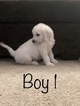 Small Photo #80 Goldendoodle Puppy For Sale in VACAVILLE, CA, USA