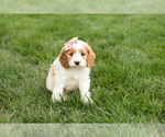 Small #2 Cockapoo (Miniature)