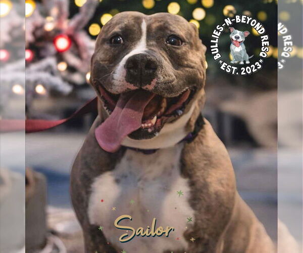 Medium Photo #1 American Staffordshire Terrier Puppy For Sale in Omaha, NE, USA