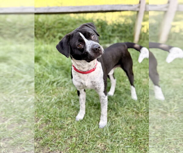 Medium Photo #3 German Shorthaired Pointer-Unknown Mix Puppy For Sale in Manahawkin, NJ, USA