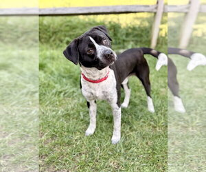 Roscoe - Male German Shorthaired Pointer-Unknown Mix Dog for Adoption - Photo #3