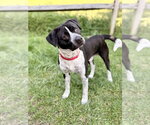 Small Photo #3 German Shorthaired Pointer-Unknown Mix Puppy For Sale in Manahawkin, NJ, USA