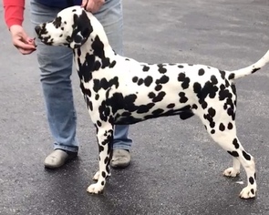 Father of the Dalmatian puppies born on 03/27/2018