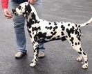 Small Photo #1 Dalmatian Puppy For Sale in ATLANTIC HIGHLANDS, NJ, USA