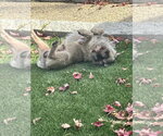 Small Photo #2 Brussels Griffon-Unknown Mix Puppy For Sale in Perth Amboy, NJ, USA