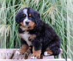 Small Bernese Mountain Dog