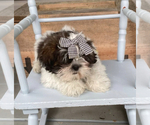 Small #2 Shih Tzu