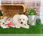 Small #1 Golden Retriever