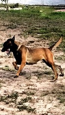 Mother of the Belgian Malinois puppies born on 10/01/2017