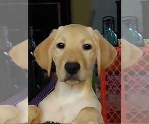 Labrador Retriever Puppy for sale in ELKO, GA, USA
