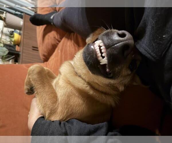Medium Photo #7 Mutt Puppy For Sale in Incline Village, NV, USA