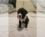Puppy Tiny Boxer