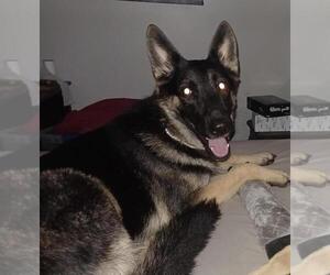 Mother of the German Shepherd Dog puppies born on 11/28/2025