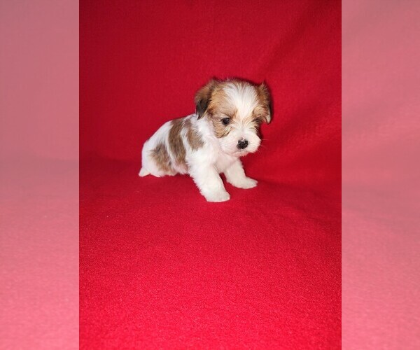 Medium Photo #2 Morkie Puppy For Sale in LAPEER, MI, USA