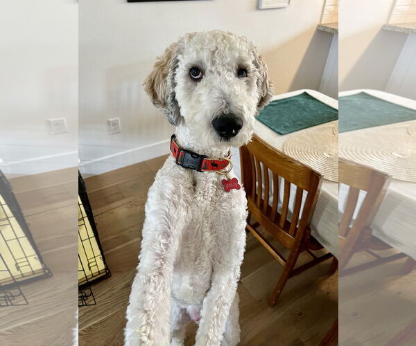 Medium Photo #5 Mutt Puppy For Sale in Sandy, UT, USA