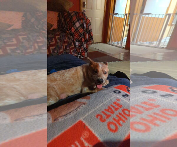 Medium Photo #2 Mutt Puppy For Sale in FAIRLAWN, OH, USA