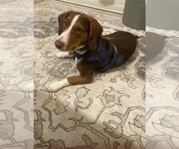 Medium Photo #4 Beagle Puppy For Sale in Tampa, FL, USA