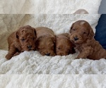 Small Photo #15 Goldendoodle mix (+ Poodle Miniature) Puppy For Sale in RANDOLPH, WI, USA