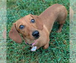Small #2 Dachshund