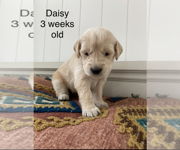Medium Photo #10 Golden Retriever Puppy For Sale in CROWN POINT, IN, USA