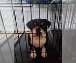 Small Photo #1 Bulldog Puppy For Sale in ANAHEIM, CA, USA
