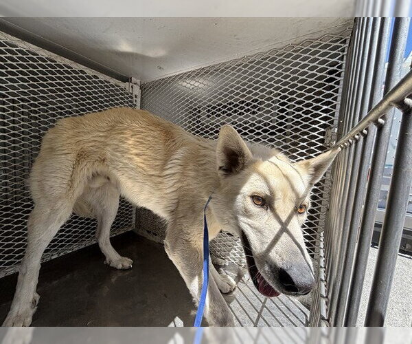 Medium Photo #1 Siberian Husky-Unknown Mix Puppy For Sale in Bakersfield, CA, USA