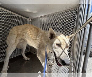 Siberian Husky-Unknown Mix Dogs for adoption in Bakersfield, CA, USA