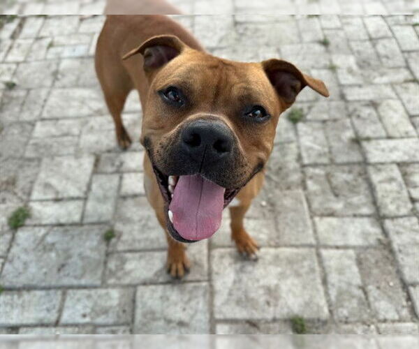 Medium Photo #2 American Pit Bull Terrier-Unknown Mix Puppy For Sale in Ocala, FL, USA