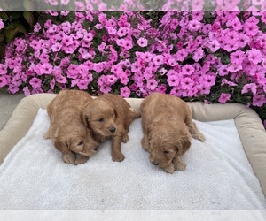 Goldendoodle Puppy for sale in HAWESVILLE, KY, USA