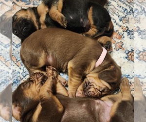 Bloodhound Puppy for sale in ALTAMONT, KS, USA