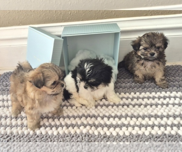 Medium Photo #1 Mal-Shi Puppy For Sale in CEDAR RAPIDS, IA, USA