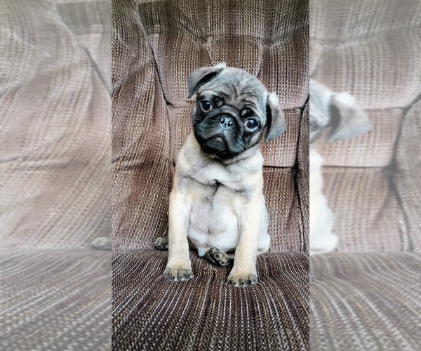 Medium Photo #16 Pug Puppy For Sale in SAINT PAUL, MN, USA