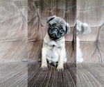 Small #2 Pug