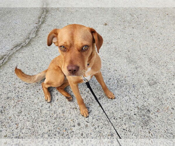 Medium Photo #13 Mutt Puppy For Sale in Calhoun, GA, USA