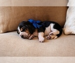 Small #2 Basset Hound