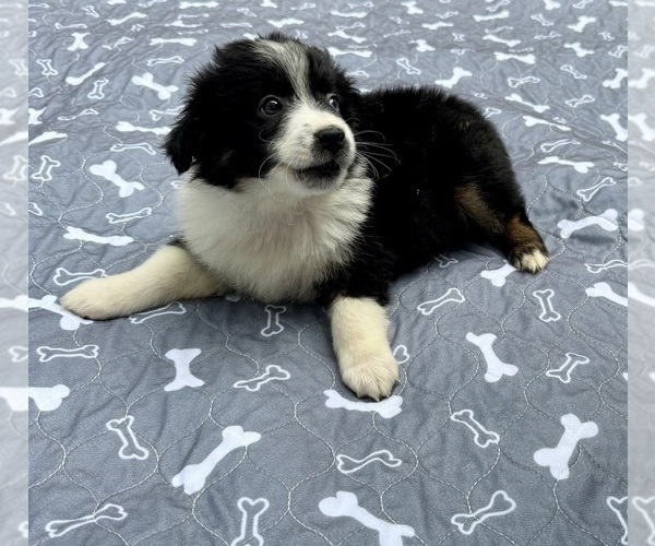Medium Photo #74 Miniature Australian Shepherd Puppy For Sale in SALISBURY, NC, USA