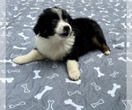 Small Photo #74 Miniature Australian Shepherd Puppy For Sale in SALISBURY, NC, USA